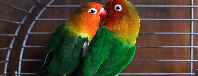 Beautiful Green Lovebird Parrot 