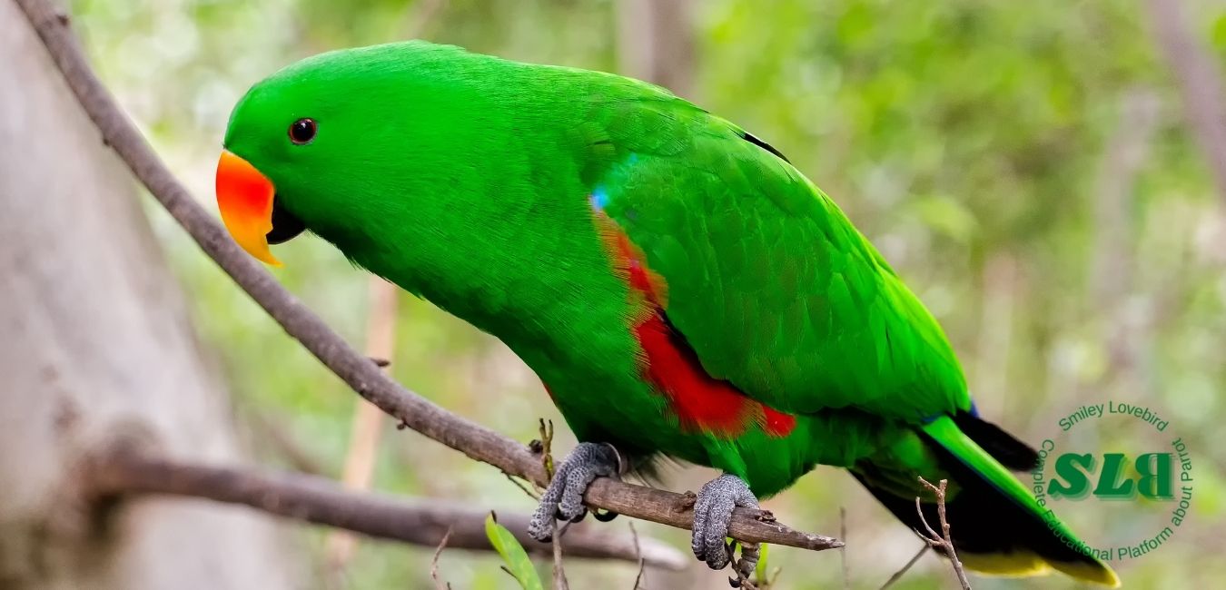 Beautiful Green Parrot