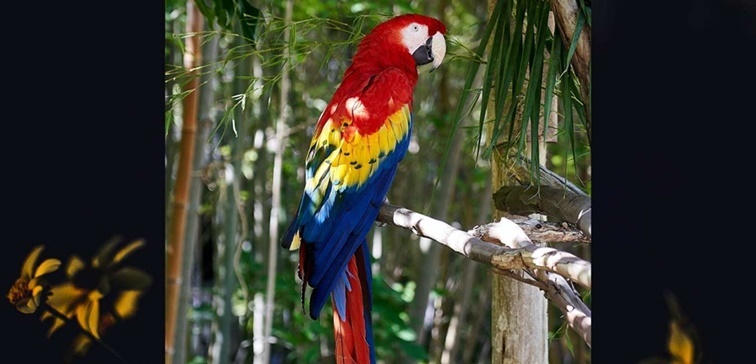 Red and Green Macaw