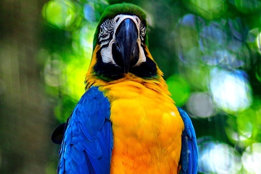 Yellow and blue, gold macaw and blue macaw