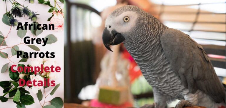 African Grey Parrots Complete Details