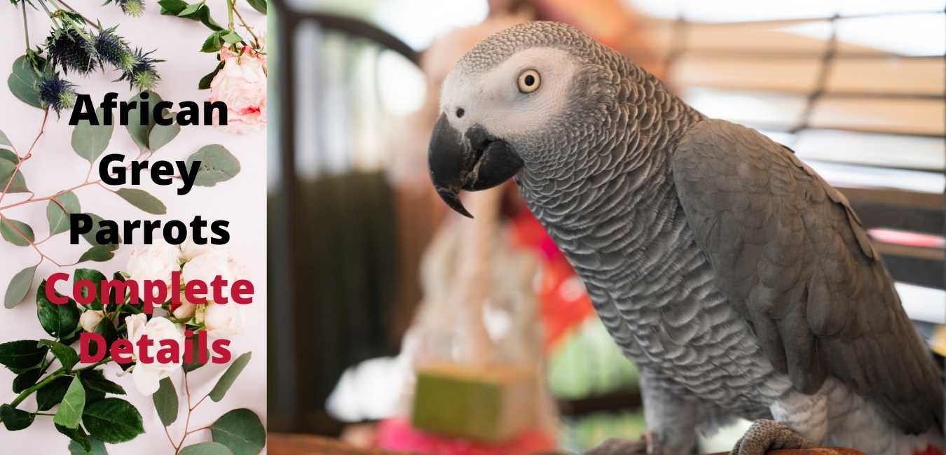 You are currently viewing African Grey Parrot Lifespan | Know Complete Details