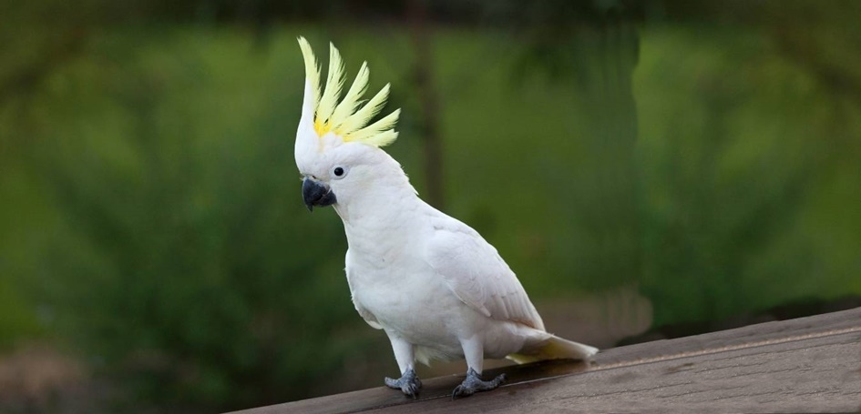 Read more about the article Cockatoo Parrot | Personality, Breed, Food, Diseases and Facts