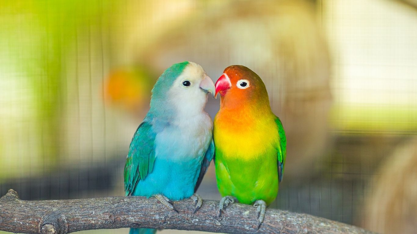 Beautiful pair of lovebird parrot