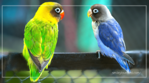 Read more about the article Lovebirds Male and Female Difference | Easiest Way to Learn