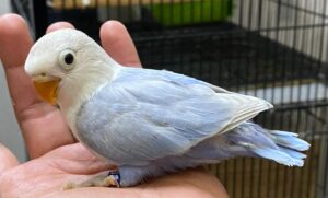 Blue Lovebird parrot