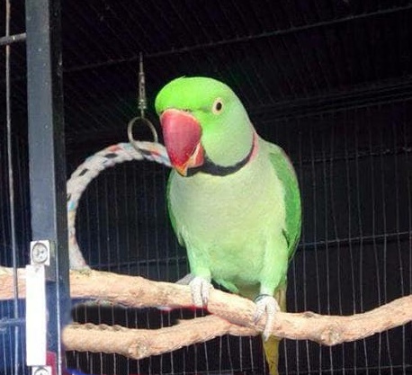 Read more about the article The Ultimate Guide to Indian Ringneck Parrot Care: Lifespan, Colors, Price, Training, and More!