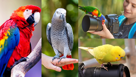 Read more about the article **Understanding Parrot Health: A Comprehensive Guide to Common Behaviors and Concerns**